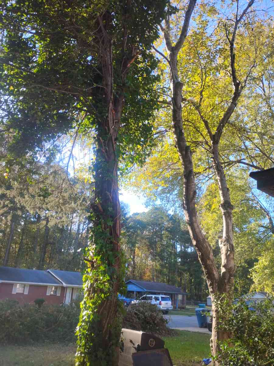 tree service  construction fire wood etc