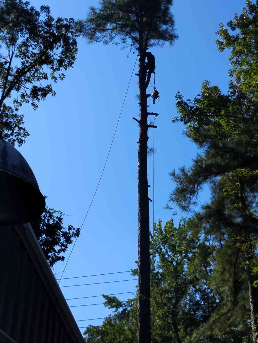 tree service  construction fire wood etc