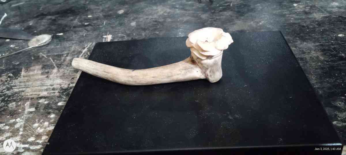 handcrafted deer antler pipe