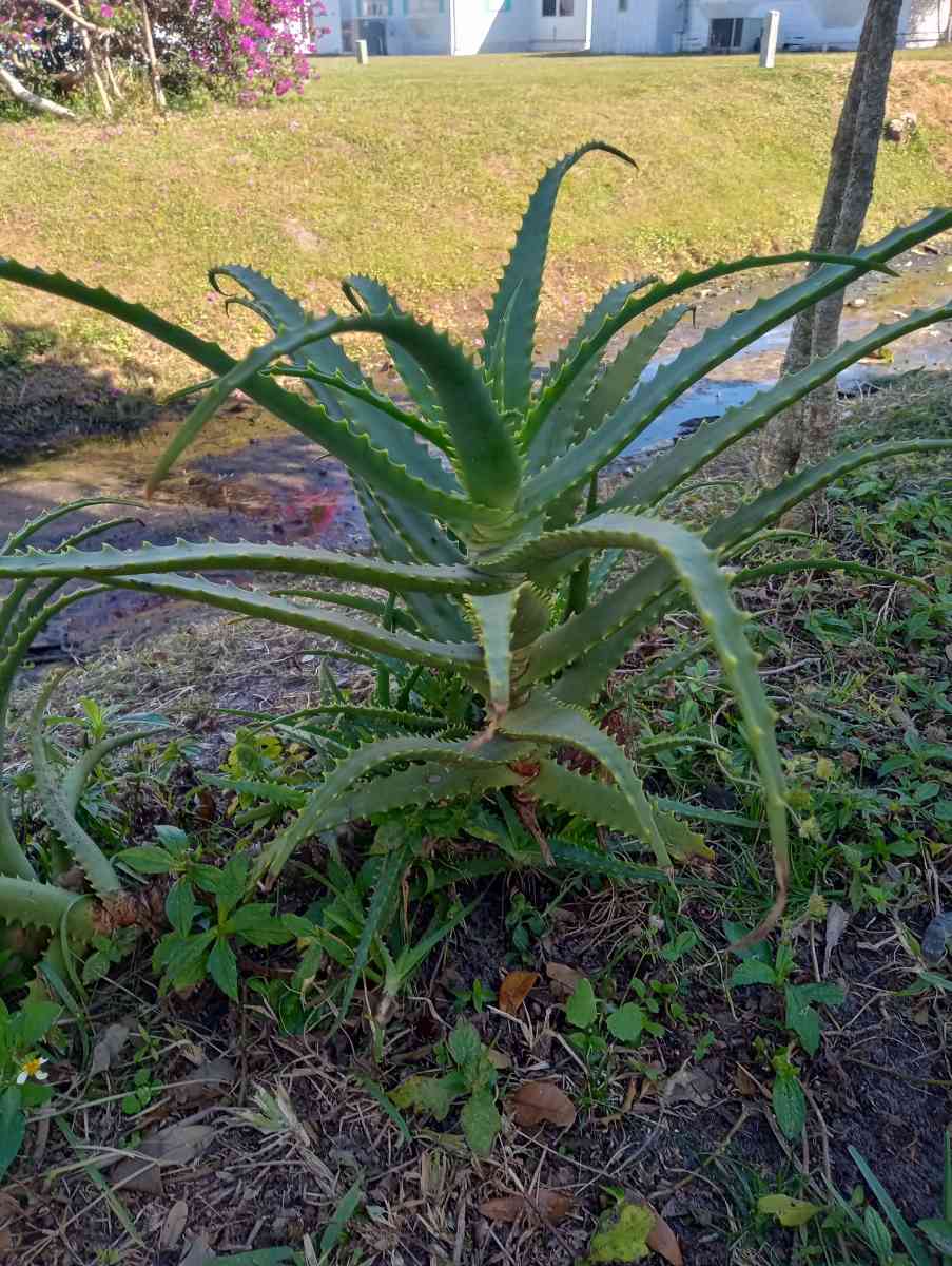 Aloe plants All sizes lots of babies too