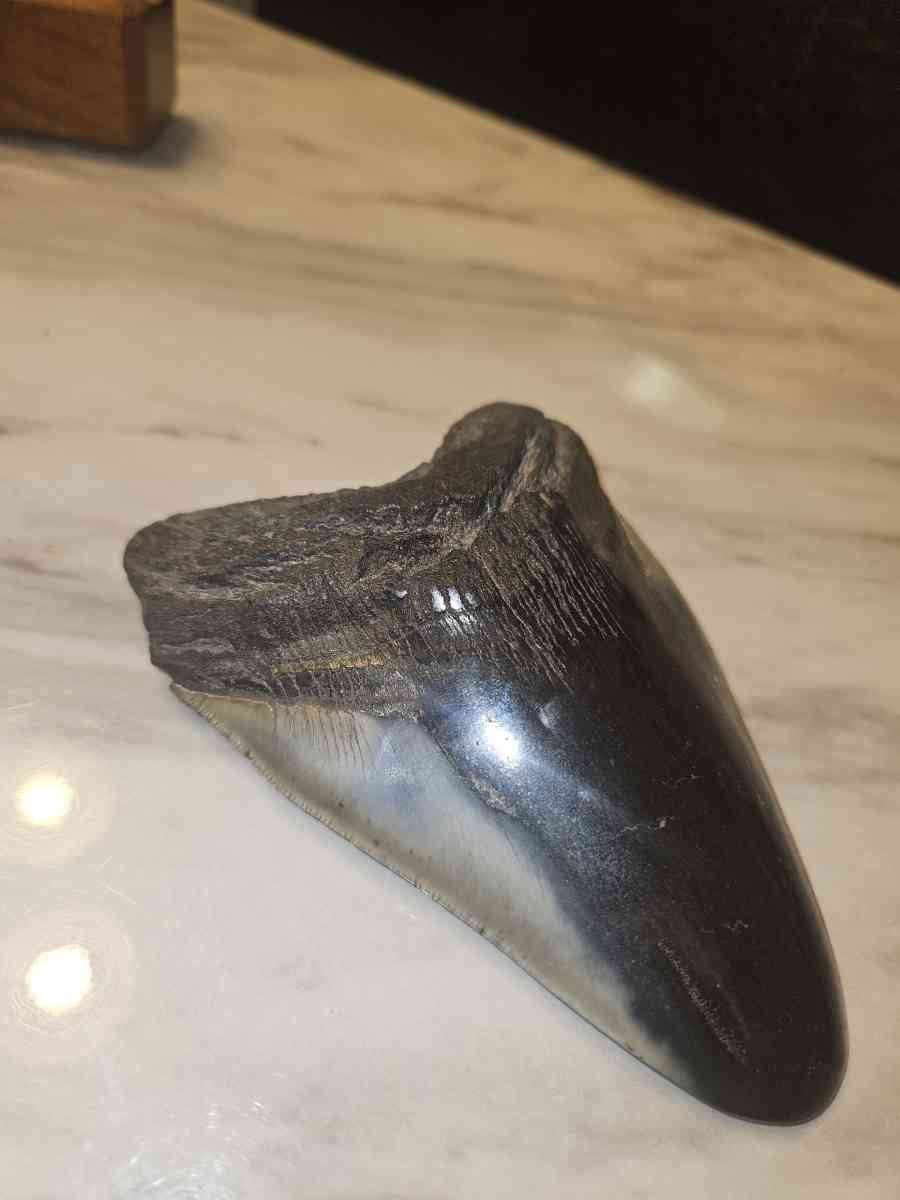 shark tooth fossil