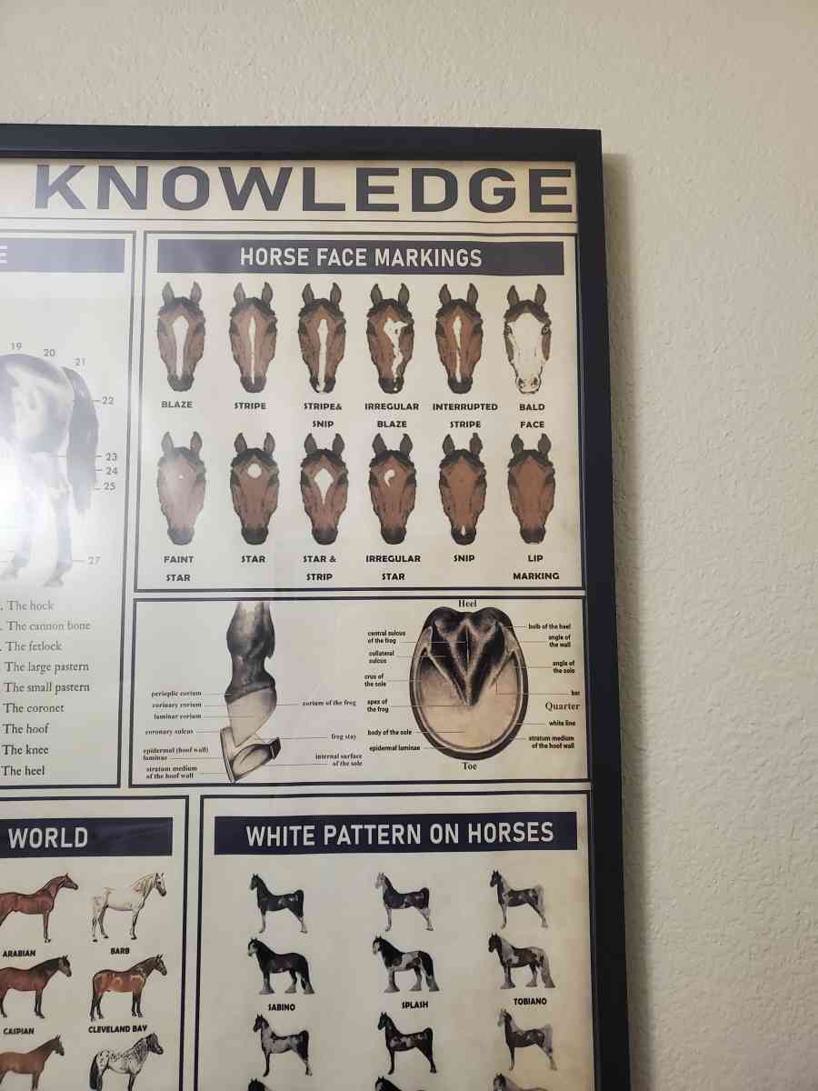 Horse Knowledge  Framed Poster 37L x 25W x 1D