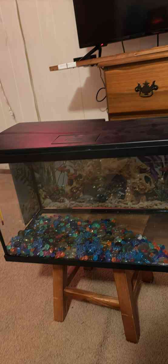 medium size fish tank