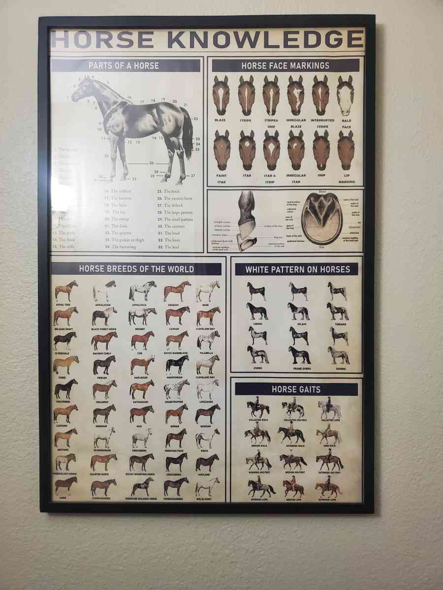 Horse Knowledge  Framed Poster 37L x 25W x 1D