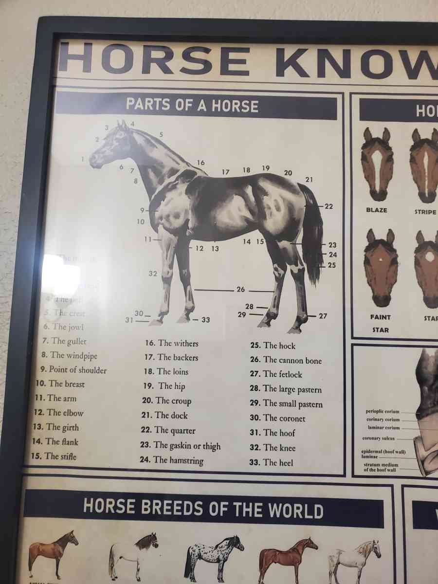Horse Knowledge  Framed Poster 37L x 25W x 1D