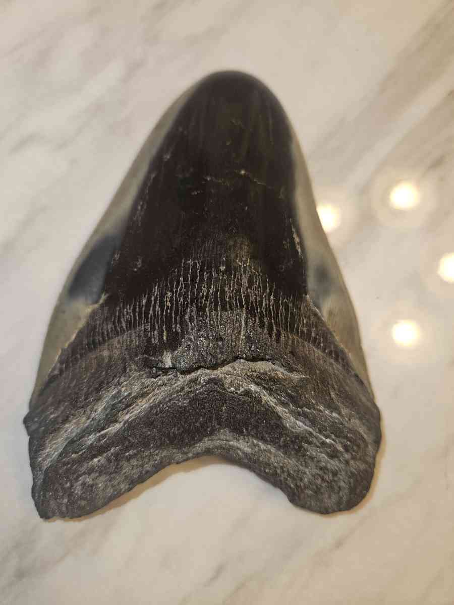 shark tooth fossil