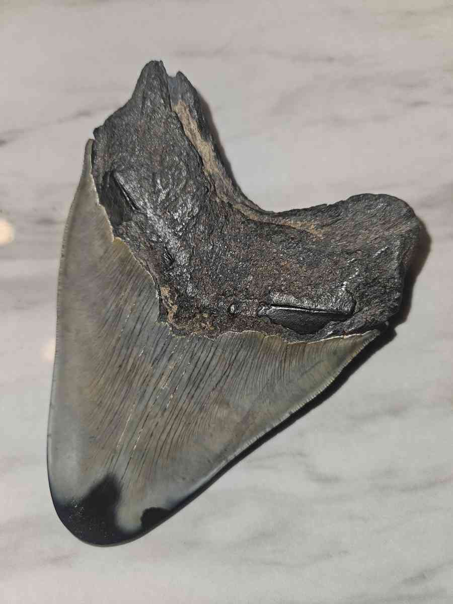shark tooth fossil