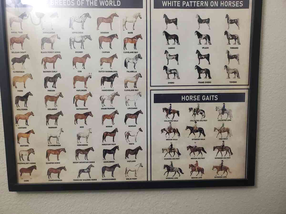 Horse Knowledge  Framed Poster 37L x 25W x 1D