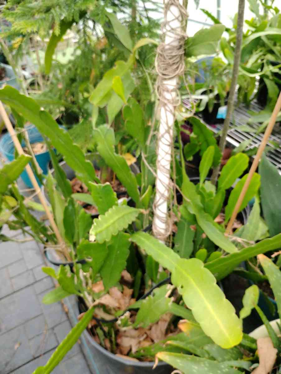 Queen of the night live plants