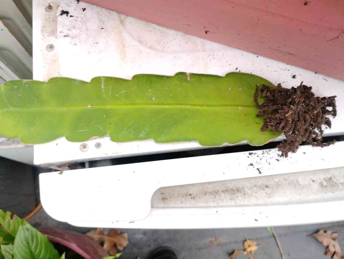 Queen of the night live plants