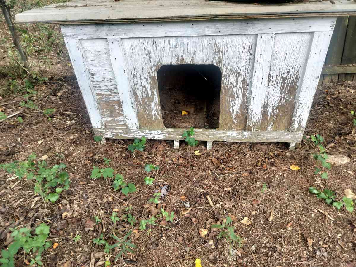 Dog House