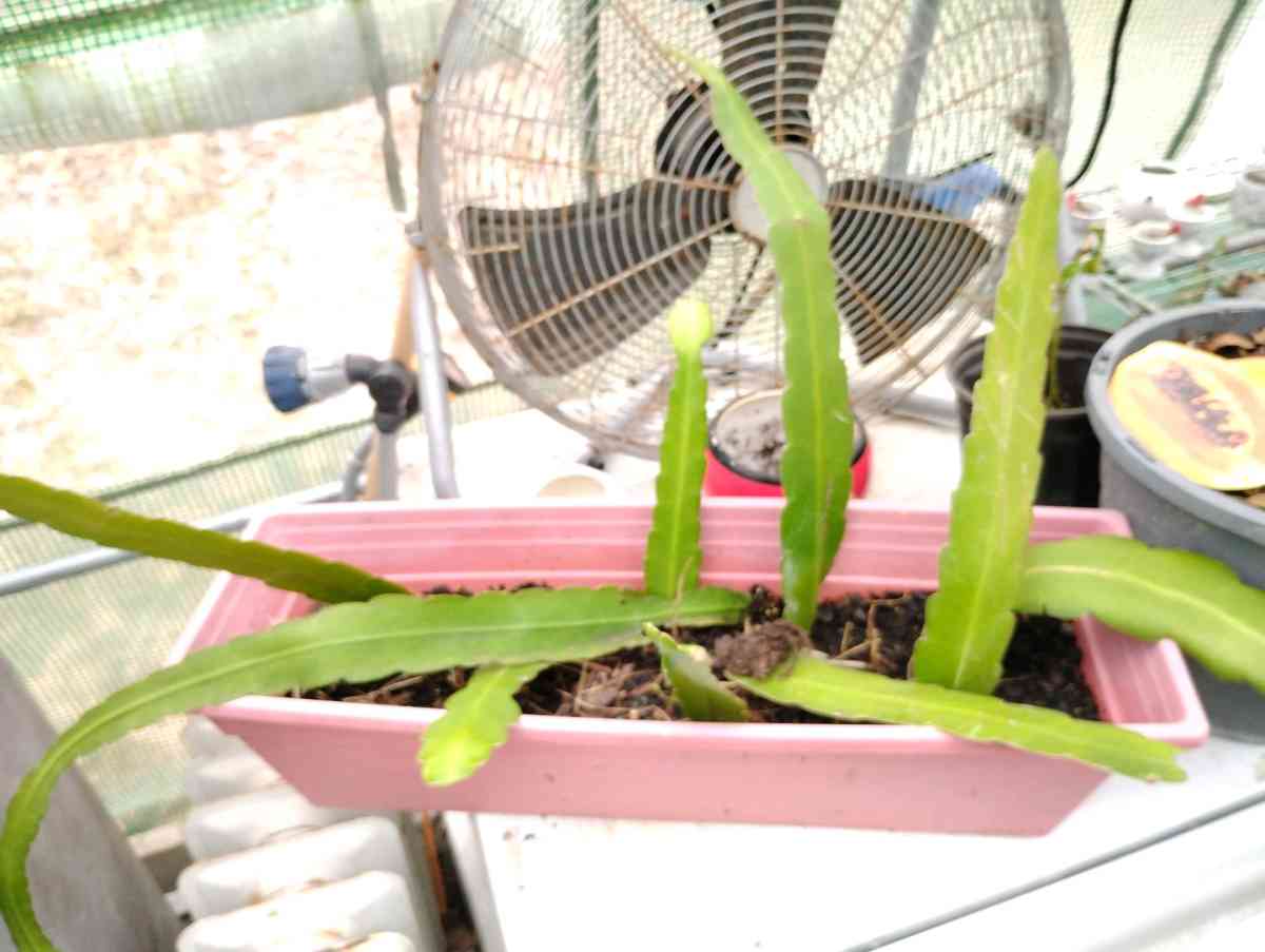 Queen of the night live plants