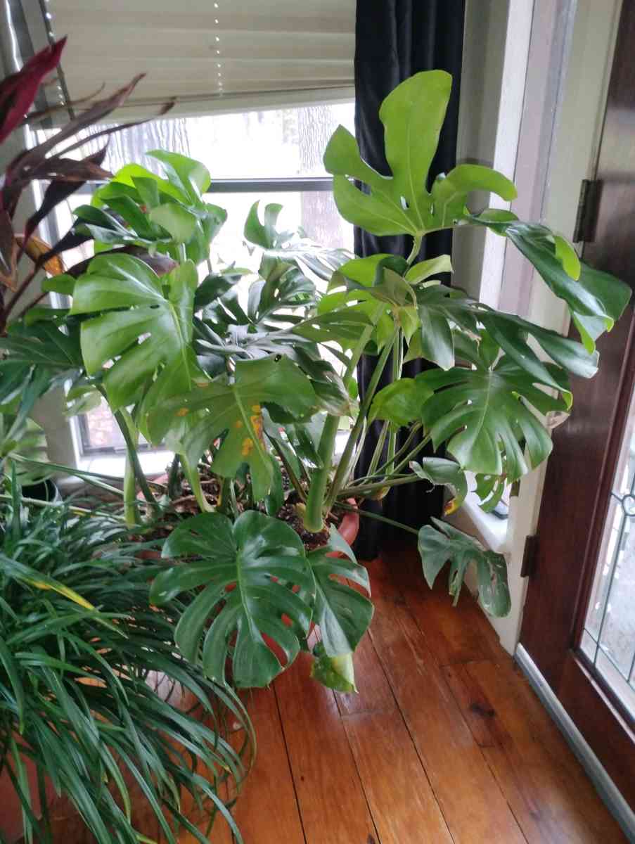 Live Monstera plants