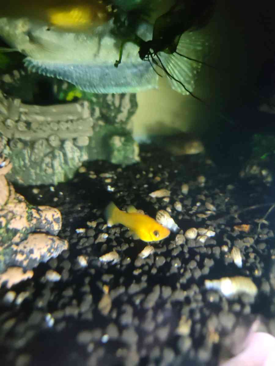 Gold Dust And Gold panda Mollies