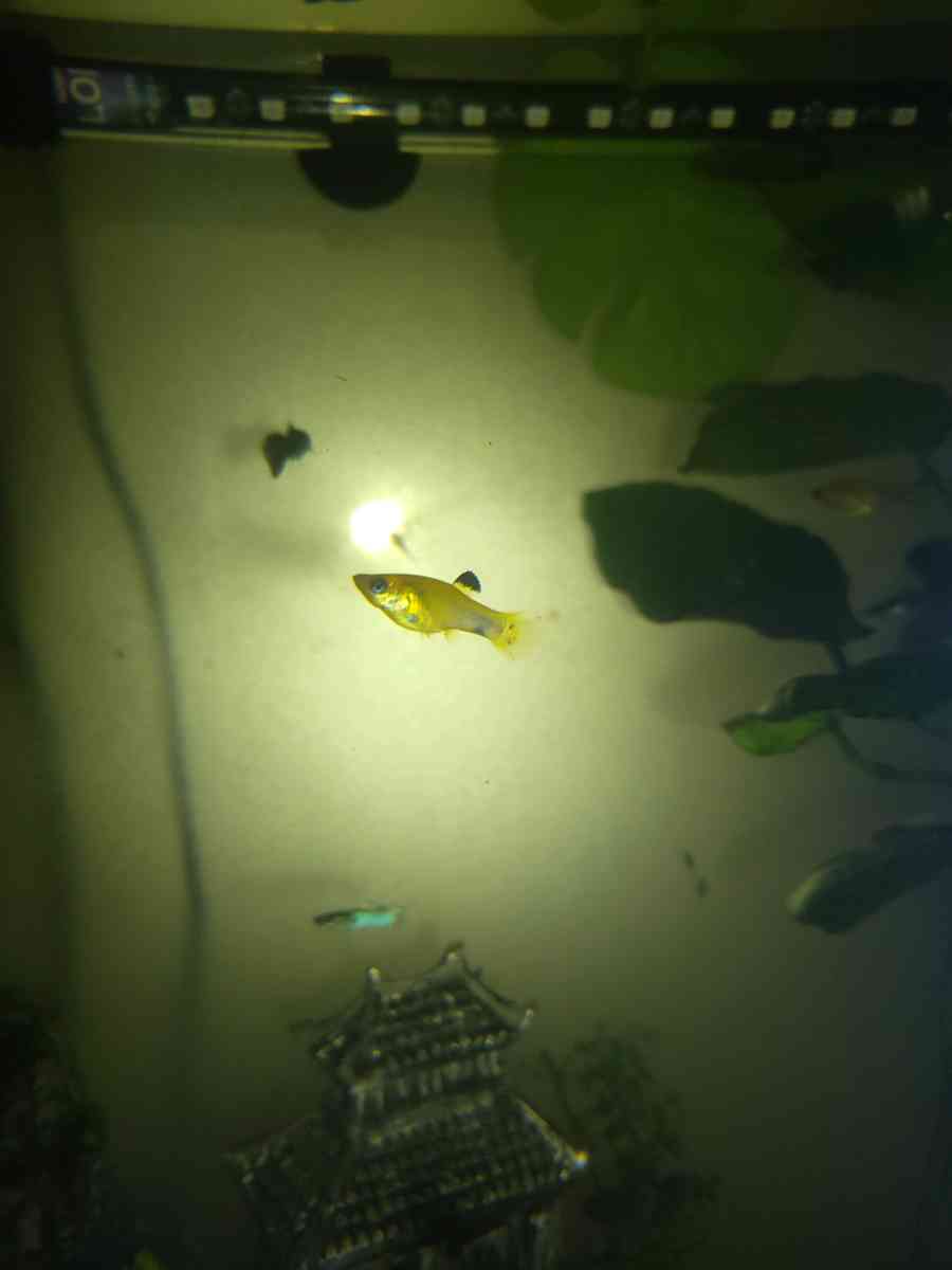 Gold Dust And Gold panda Mollies