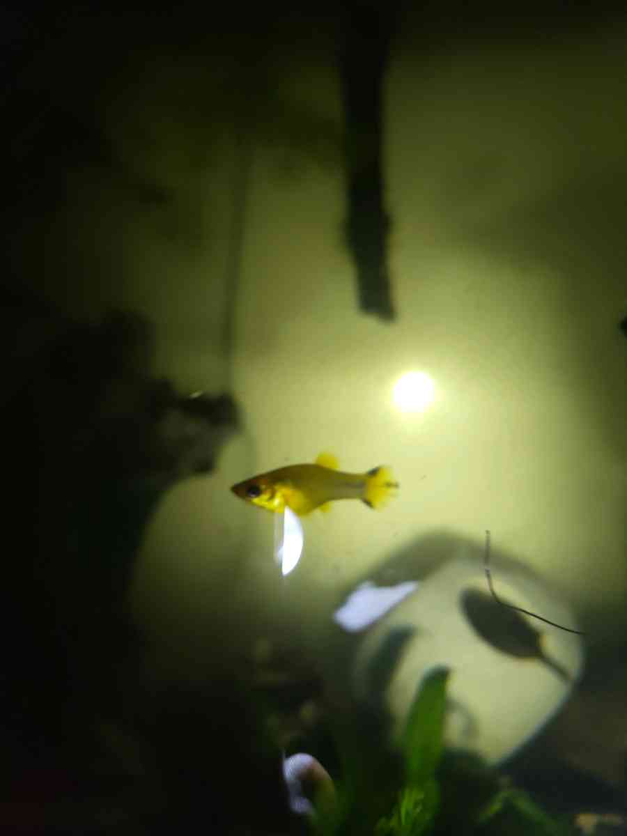 Gold Dust And Gold panda Mollies