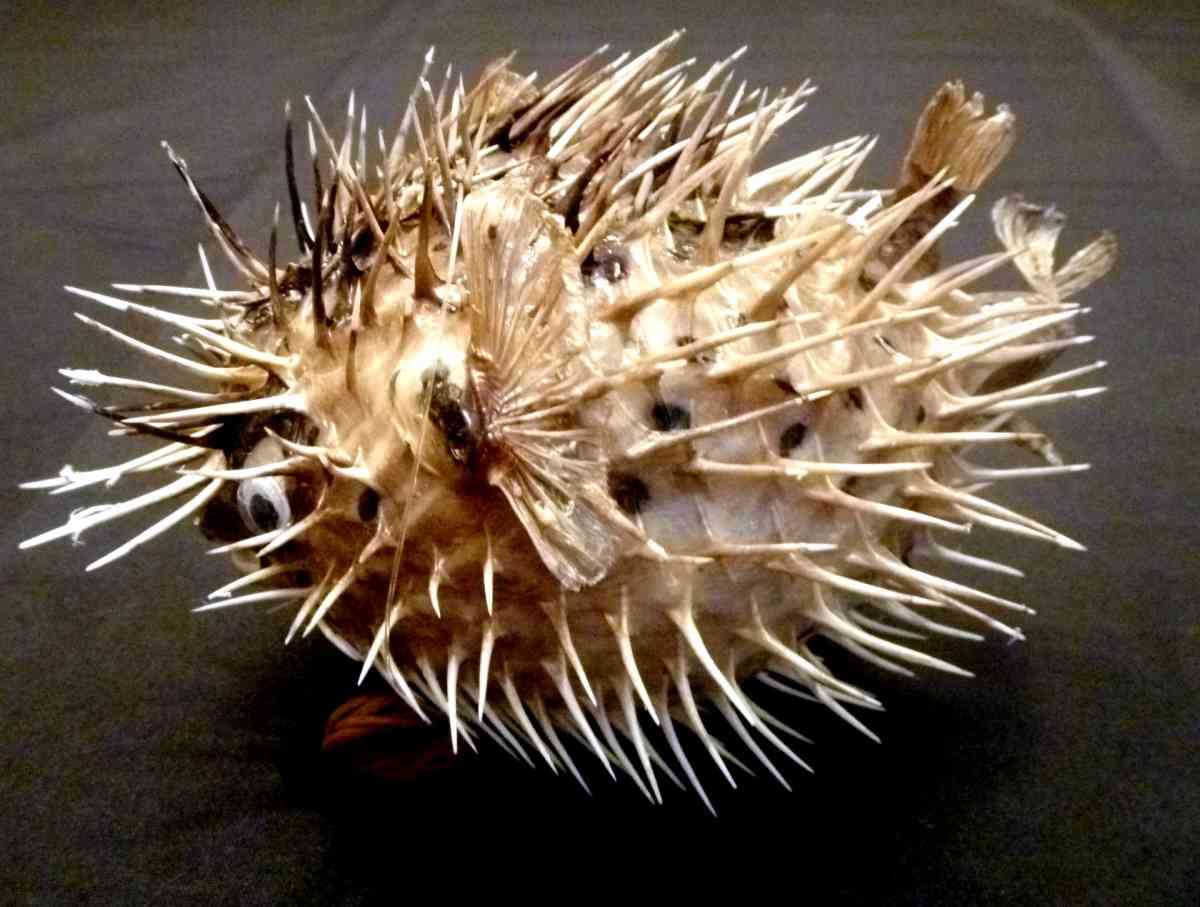 Porcupine fish 6  8 dried taxidermy dried sea life