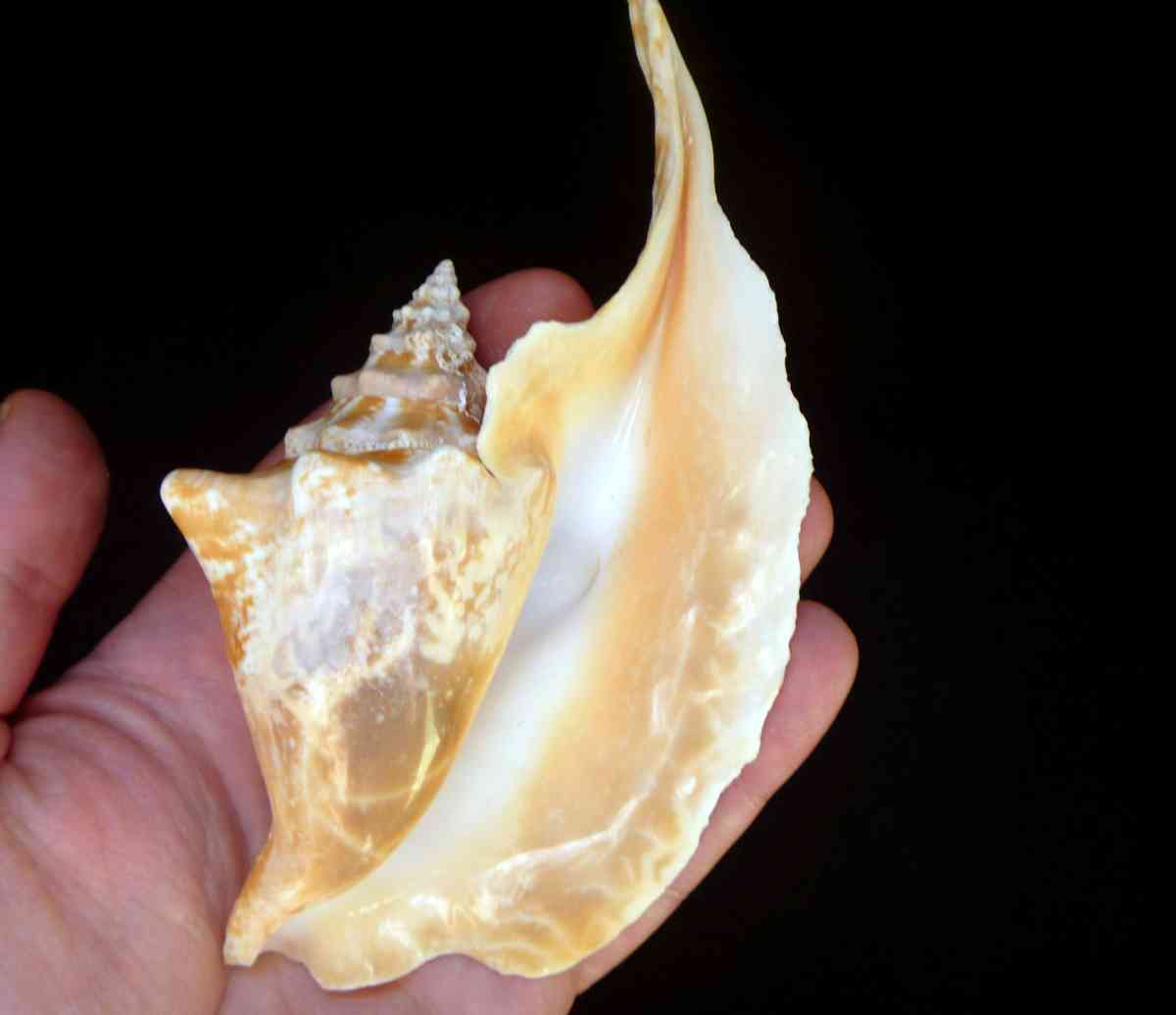 Rooster conch 6 strombus gallus roostertail shells seashells