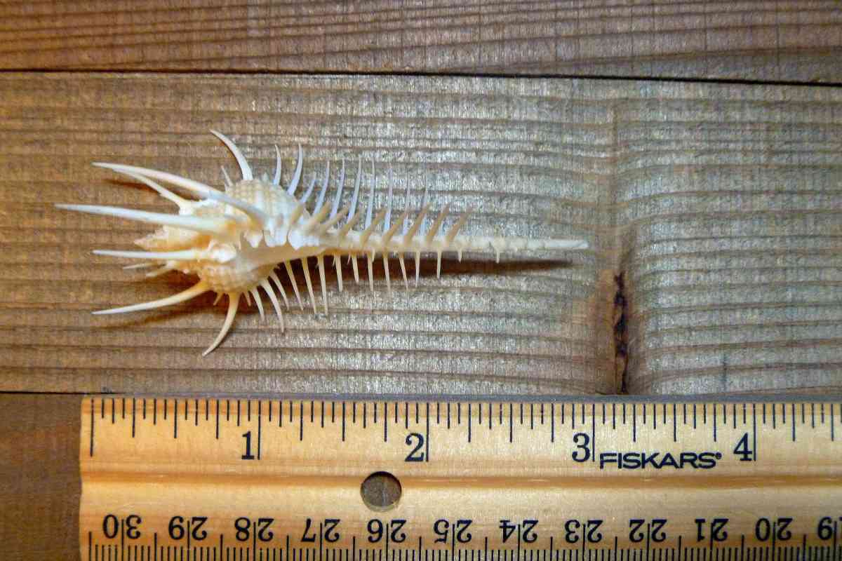 Venus comb murex 3 and 6 sizes exotic shell seashells beach