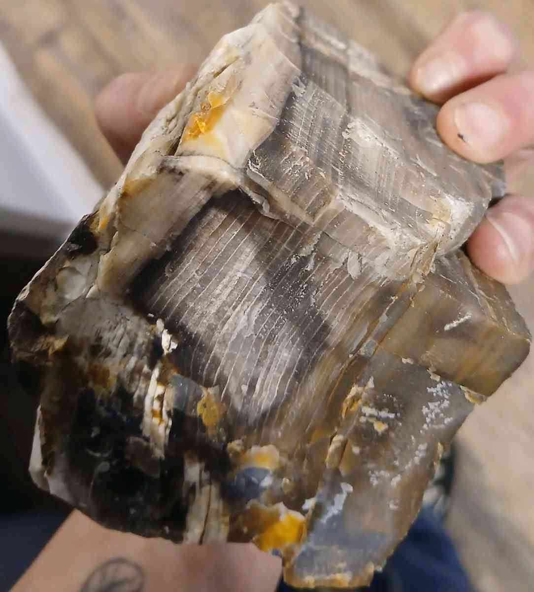 petrified wood