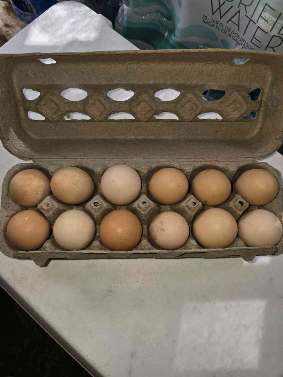 Fresh Fresh ferterilized eggs