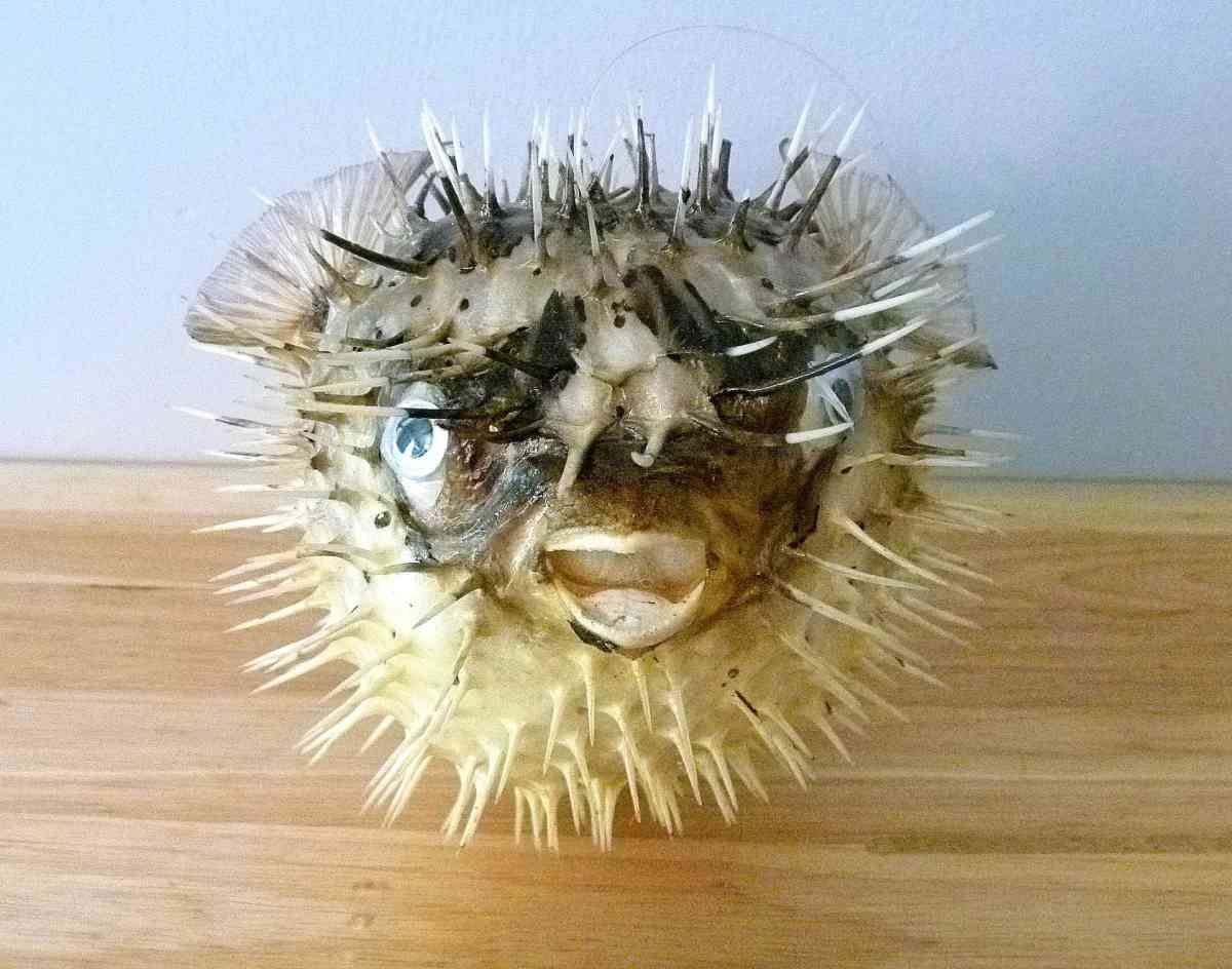 Porcupine fish 6  8 dried taxidermy dried sea life
