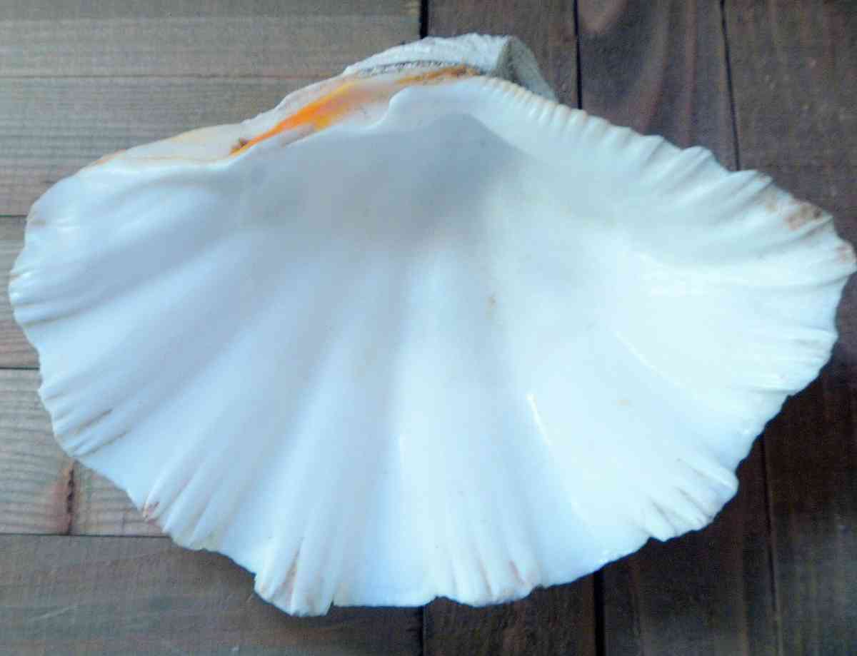 Tridacna Gigas 9 inches vintage Giant Clam half shell