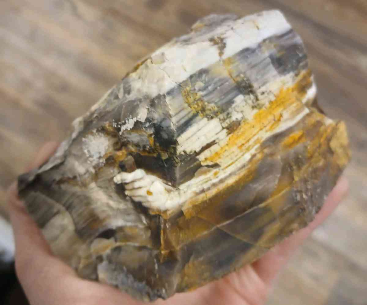 petrified wood