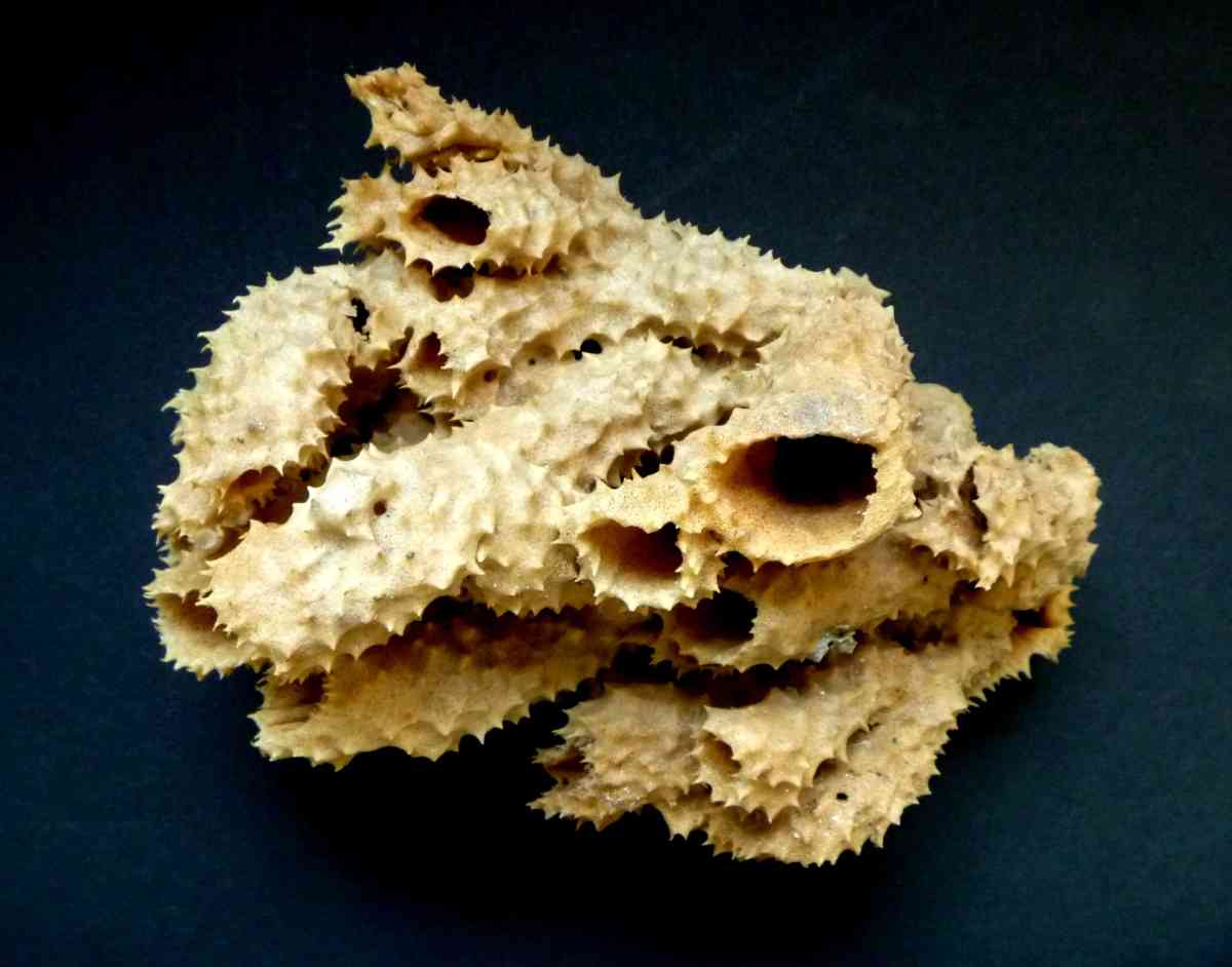 Brown tube sponge sea sponges exotic ocean beach decor