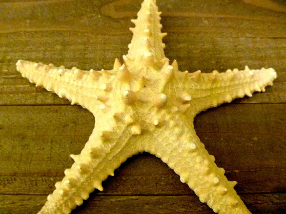 Knobby jungle starfish 6  7 natural long spines