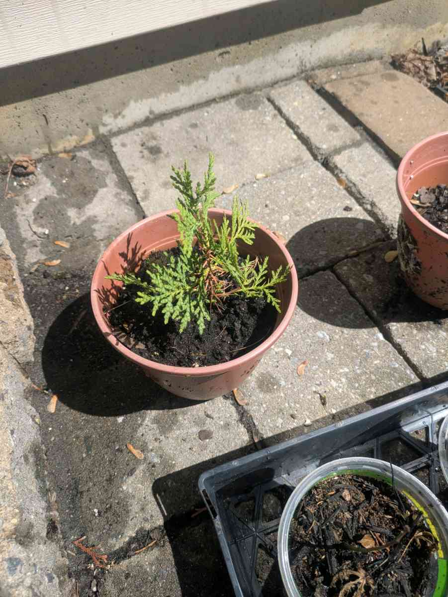 arborvitis the gaint and golden