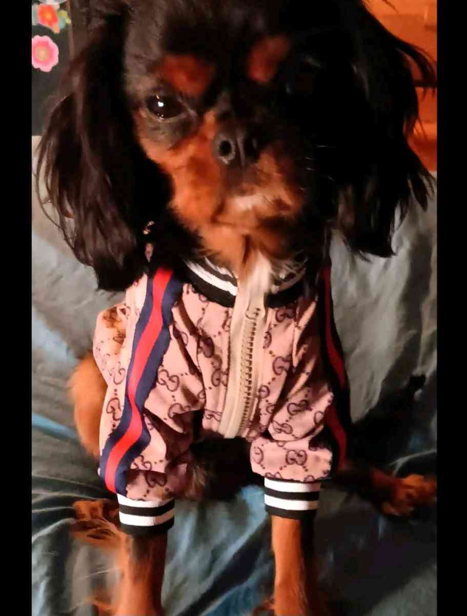 DOG JACKET  WITH GUCCI PRINT