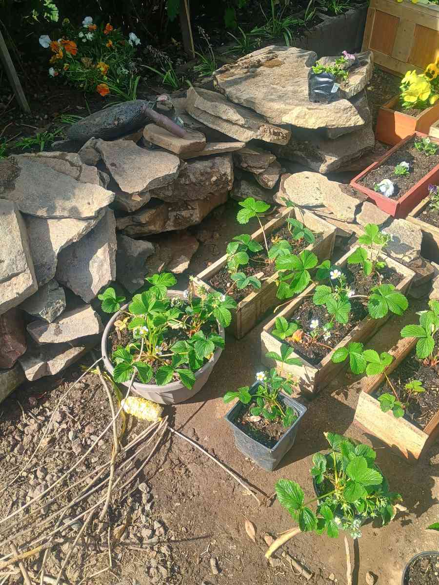 Beautiful live flower boxes tools much more