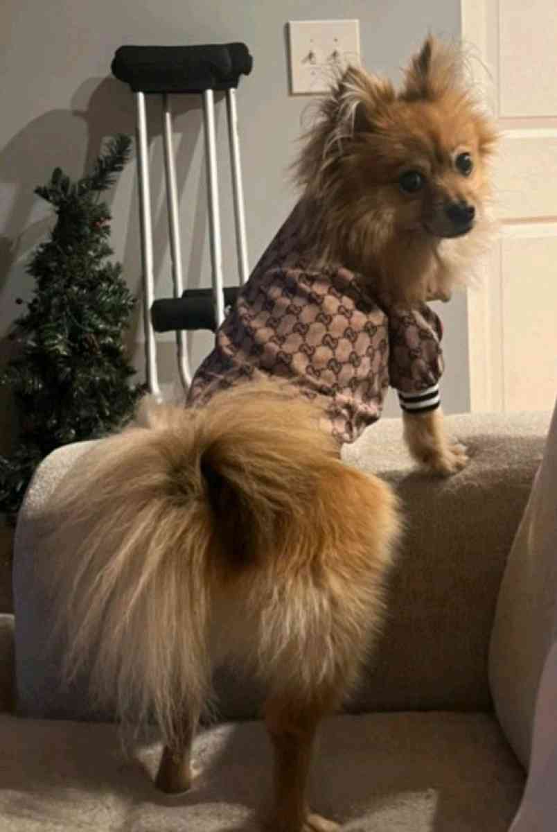 DOG JACKET  WITH GUCCI PRINT