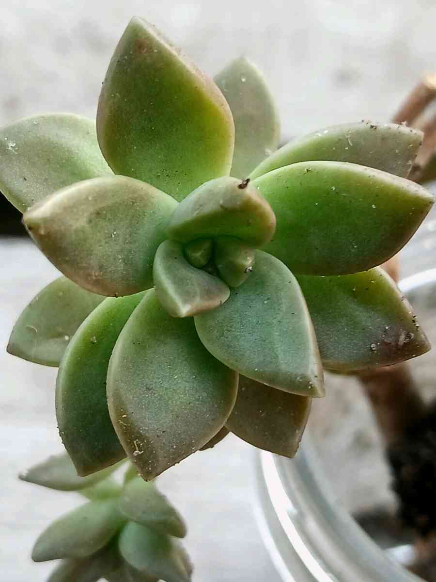 Milkweed and succulents