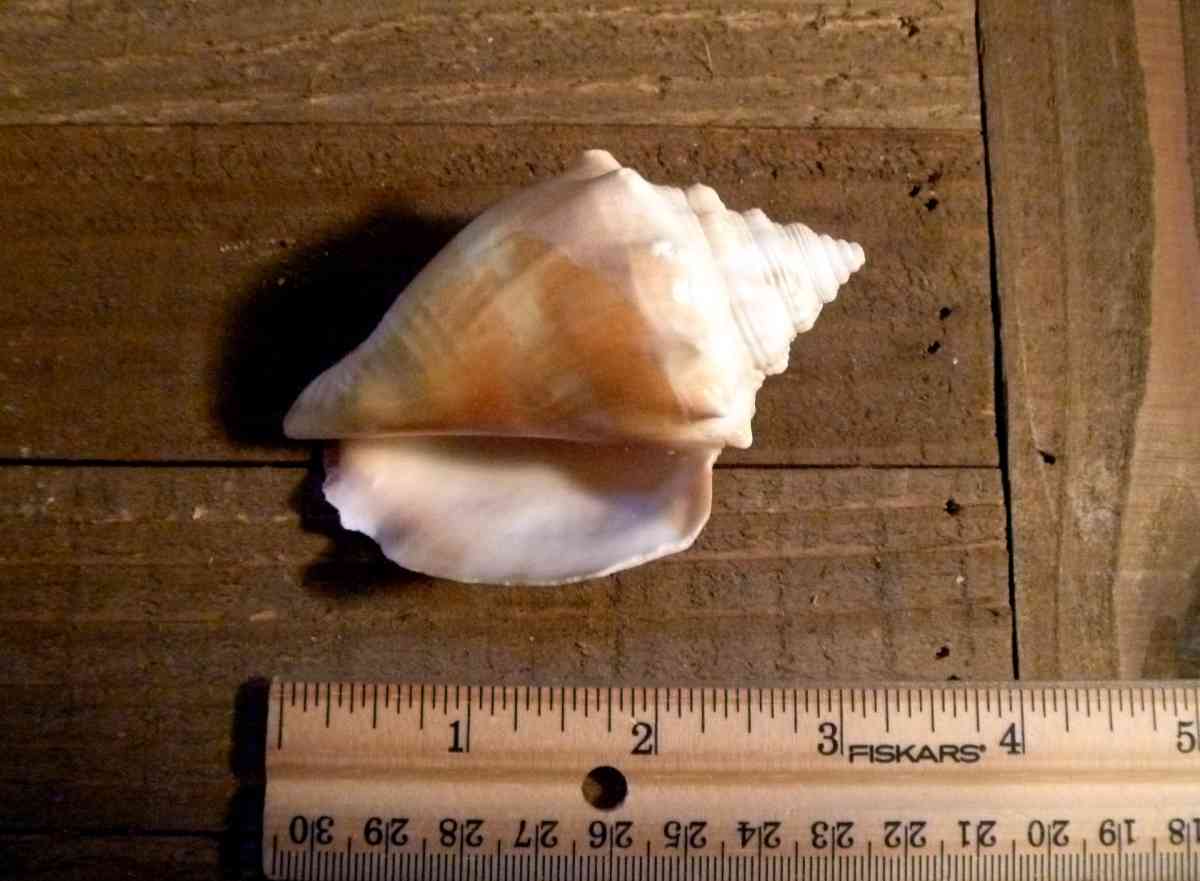 Florida Fighting Conch seashell shell beach ocean decor