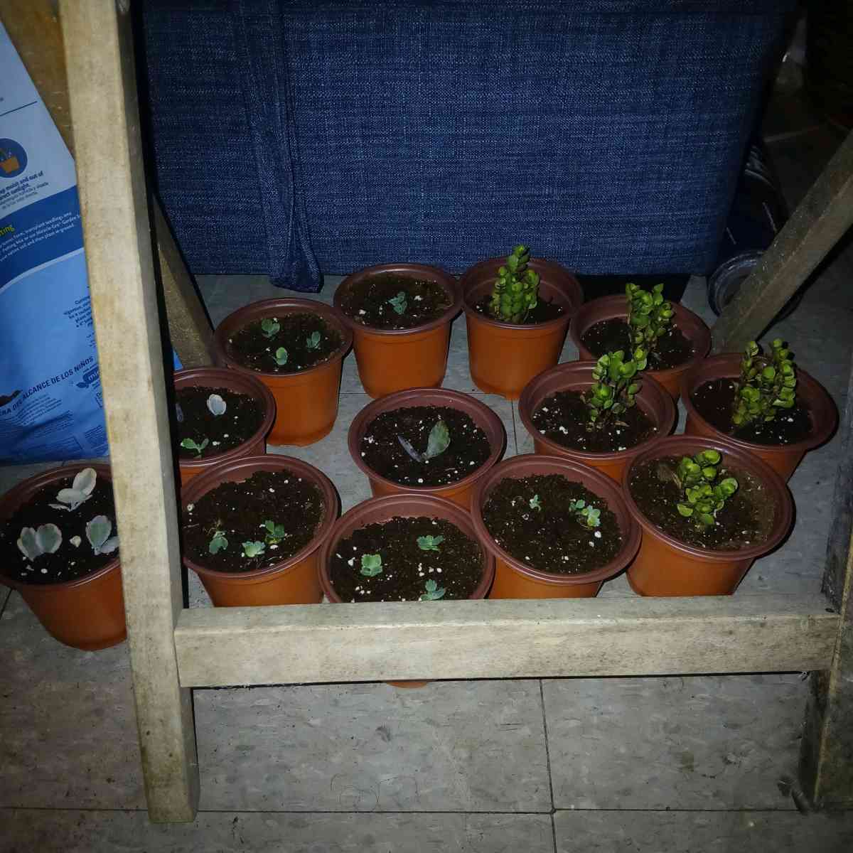 succulents and ground cover plants