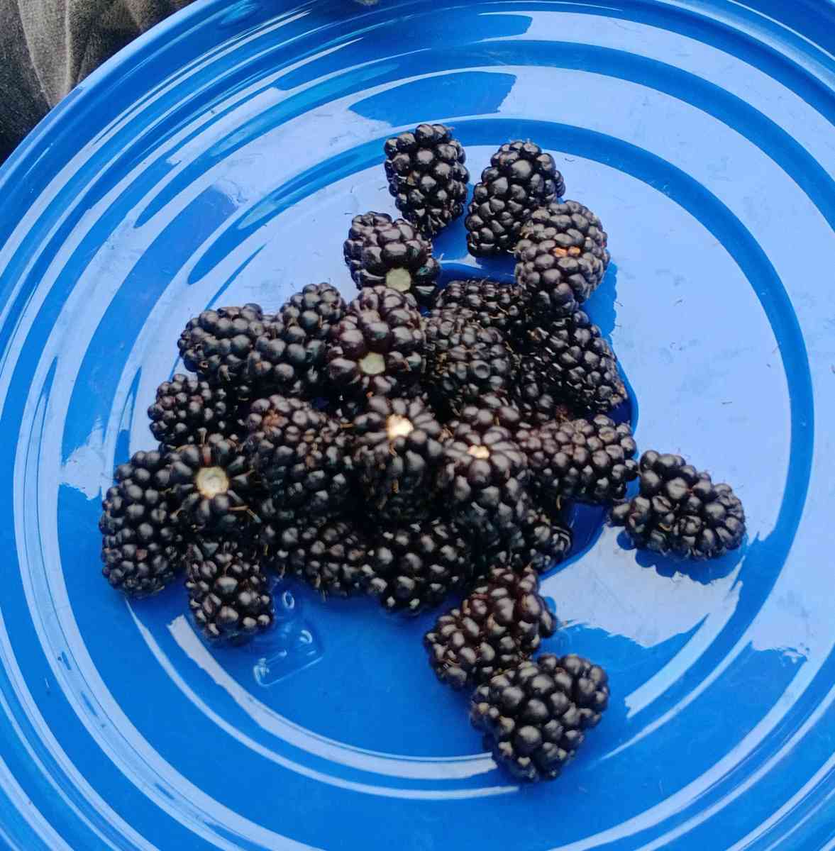 blueberries raspberries Marion berries blackberries