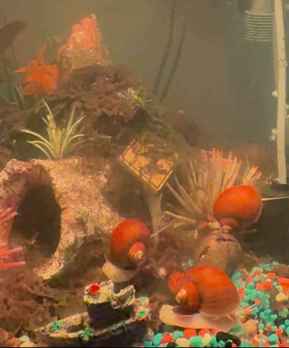 Golden Mystery Snails