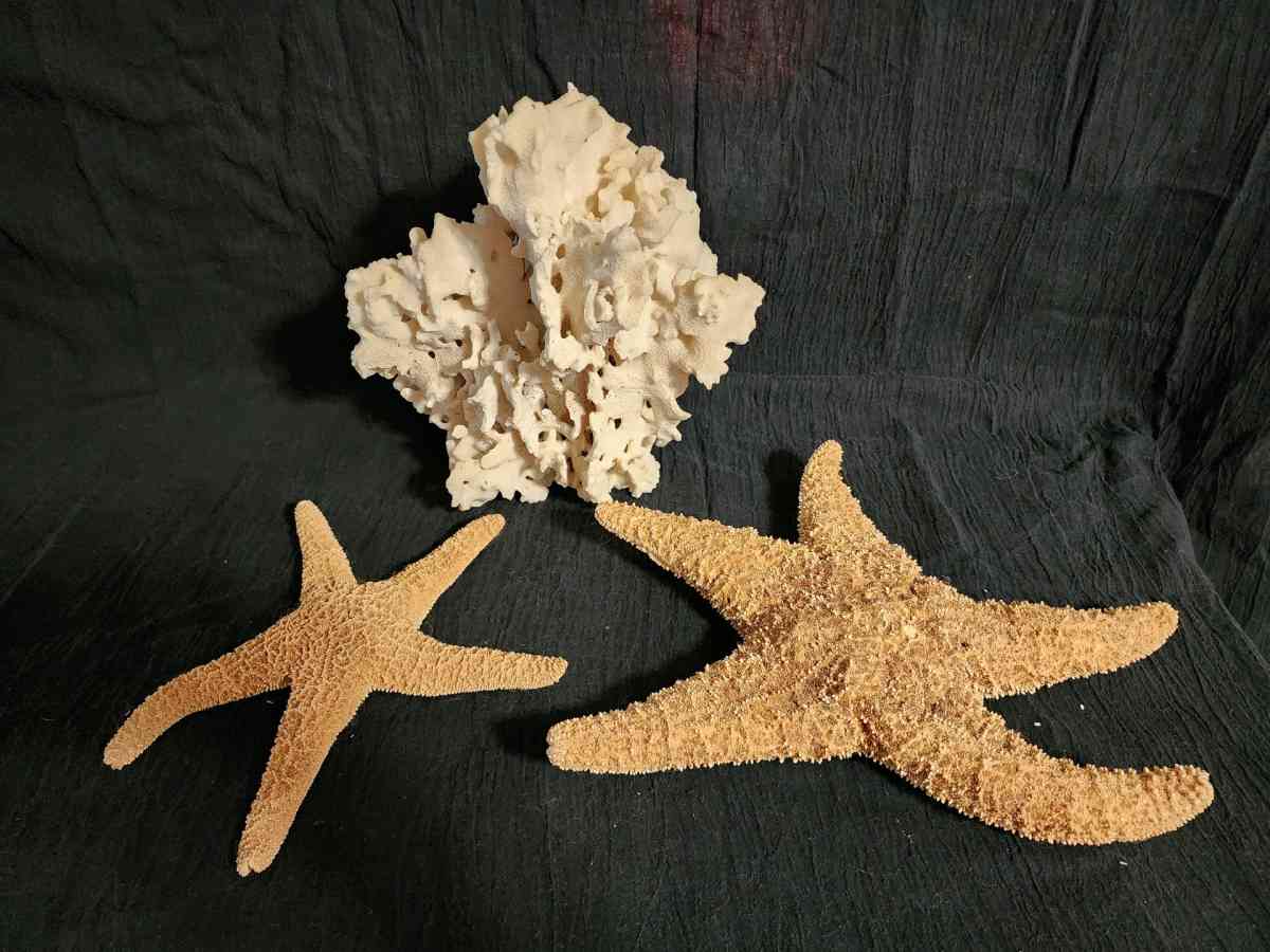 Starfish coral and shells