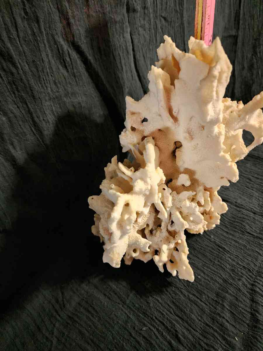 Starfish coral and shells