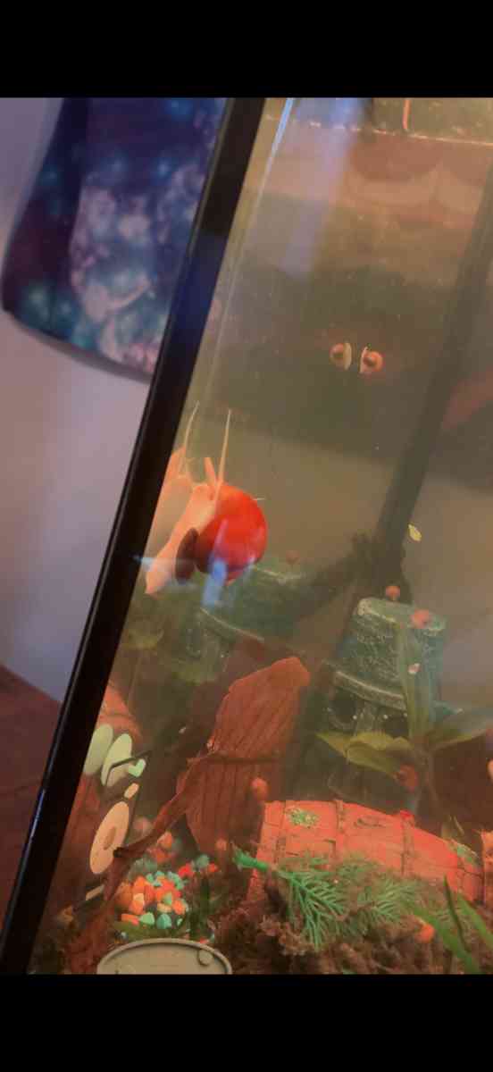 Golden Mystery Snails