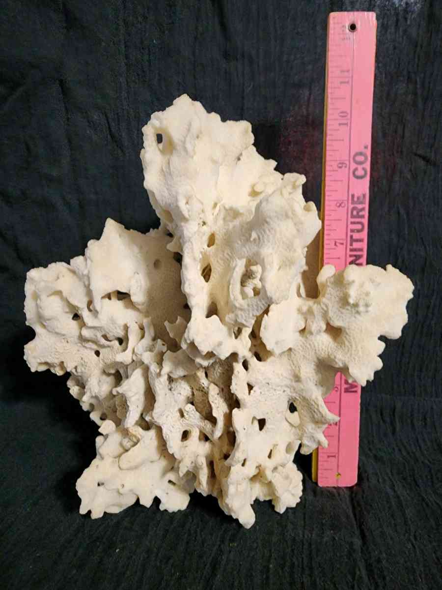 Starfish coral and shells