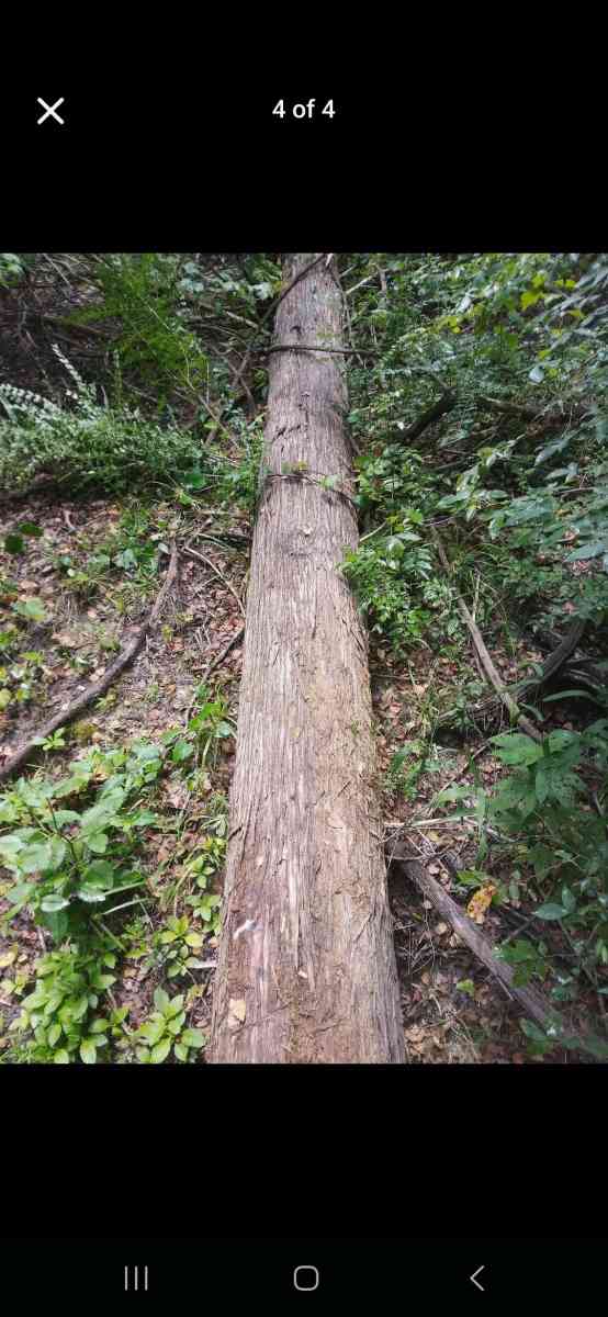 Tree Removal and Specialty Solutions