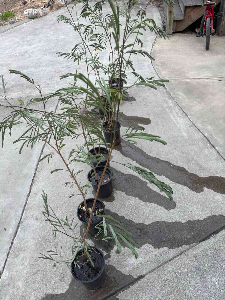 Plantas de guajes de Oaxaca