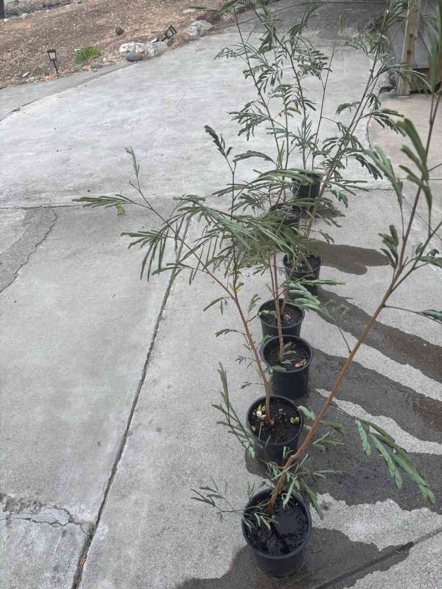 Plantas de guajes de Oaxaca