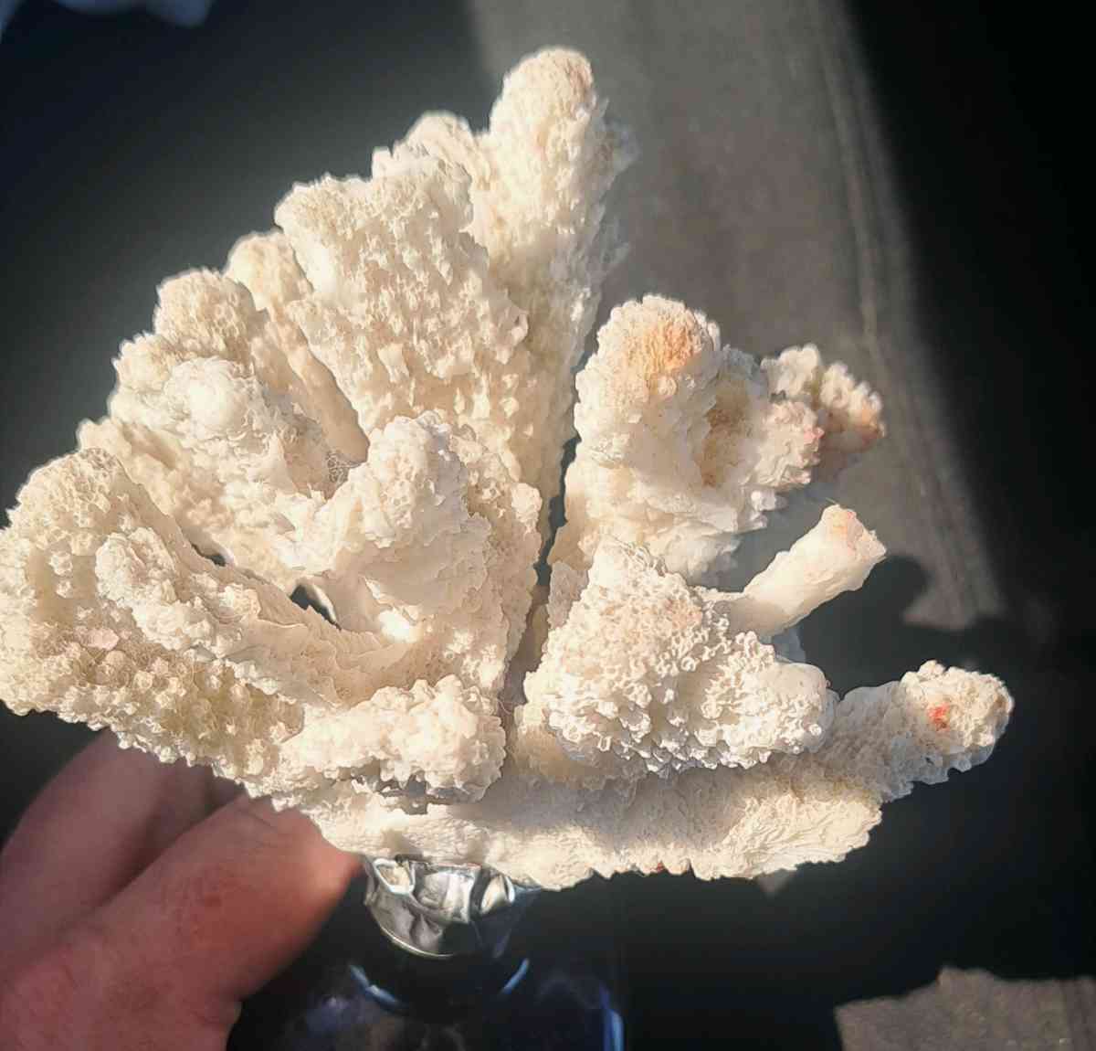 coral