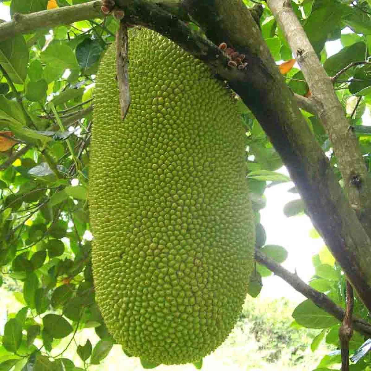 Jackfruit