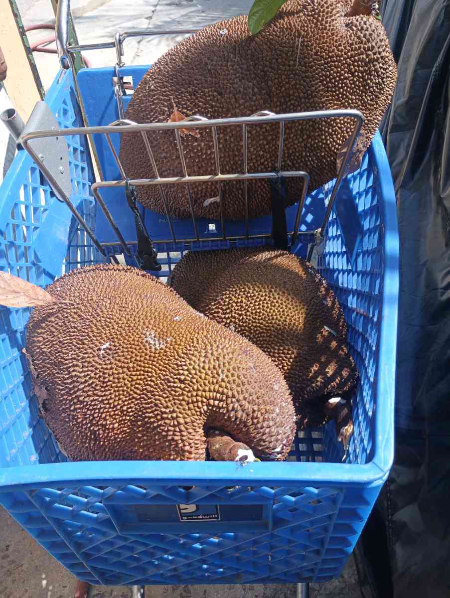 Jackfruit
