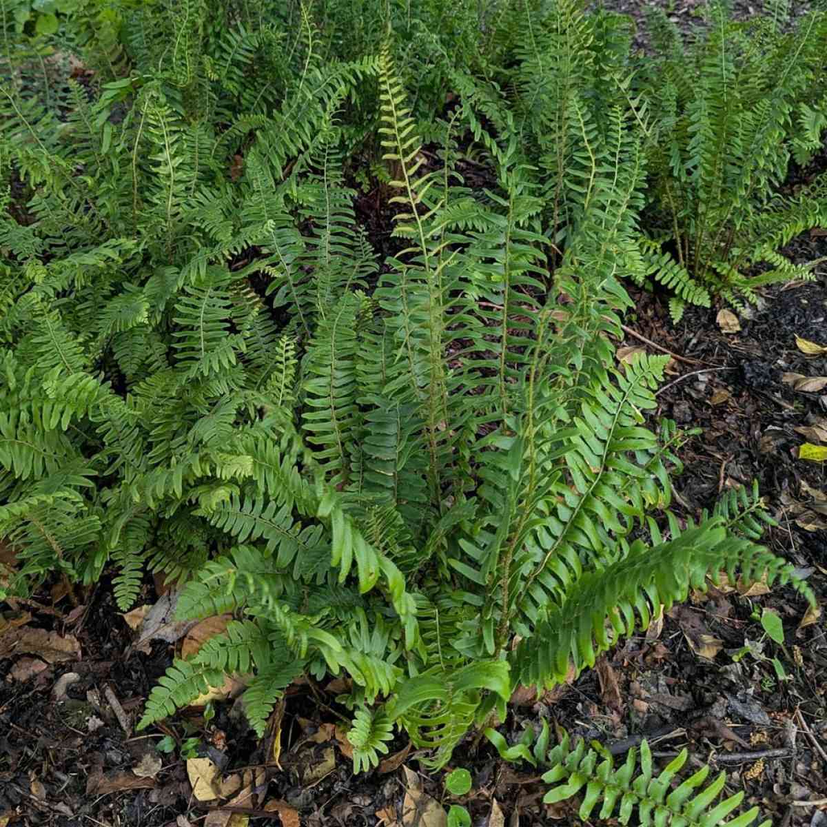 Christmas ferns